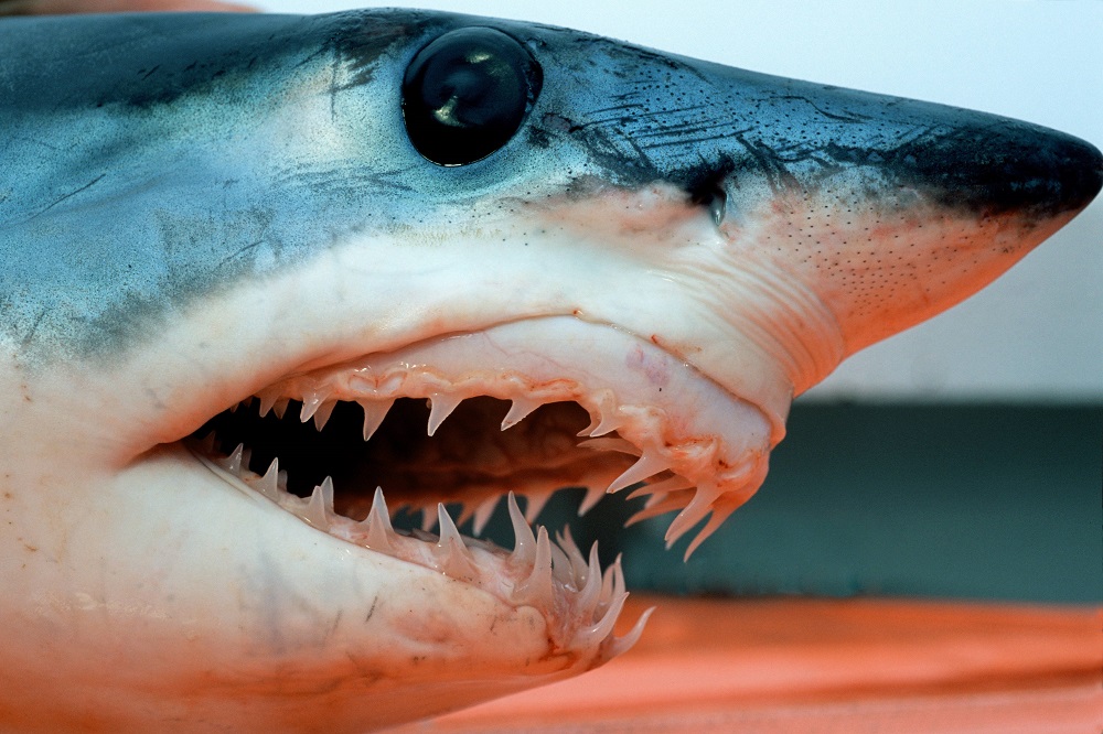 Românca ucisă în Egipt nu a avut nicio șansă în fața rechinului Mako. Acesta își atacă prada cu o viteză foarte mare | FOTO - Imaginea 5