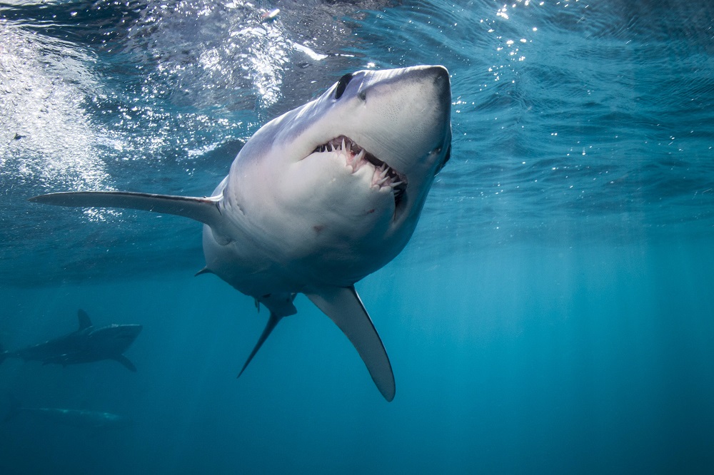 Românca ucisă în Egipt nu a avut nicio șansă în fața rechinului Mako. Acesta își atacă prada cu o viteză foarte mare | FOTO - Imaginea 6