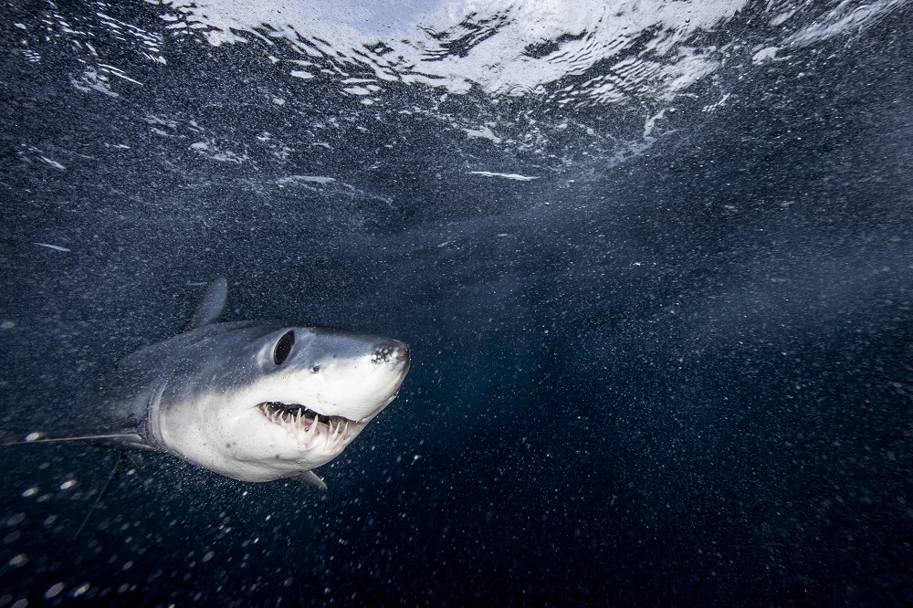 Românca ucisă în Egipt nu a avut nicio șansă în fața rechinului Mako. Acesta își atacă prada cu o viteză foarte mare | FOTO - Imaginea 7