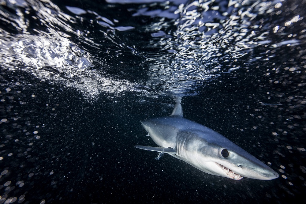 Românca ucisă în Egipt nu a avut nicio șansă în fața rechinului Mako. Acesta își atacă prada cu o viteză foarte mare | FOTO - Imaginea 8