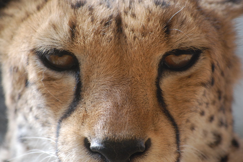 Zoo din Sankt Petersburg are noi locatari: trei pui de jaguar
