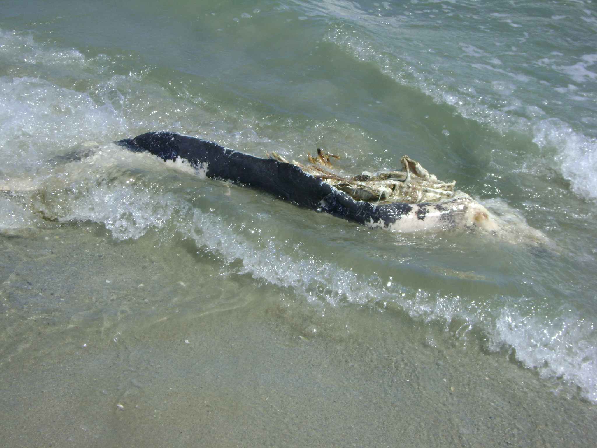 Al 5-lea delfin omorat anul acesta de braconieri in Marea Neagra