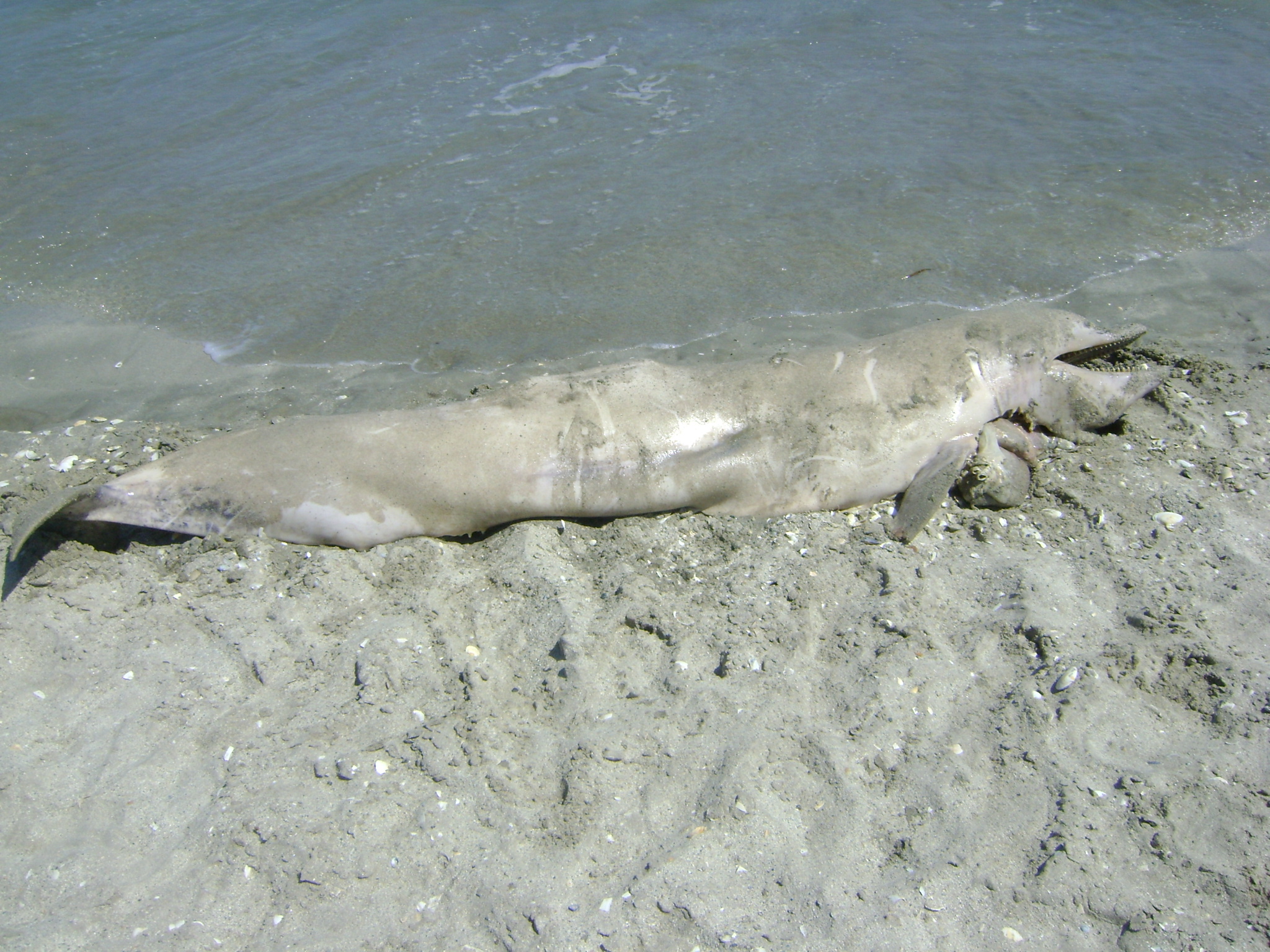 Pui de delfin, salvat pe plaja din Constanta. Mama a cazut prada pescarilor