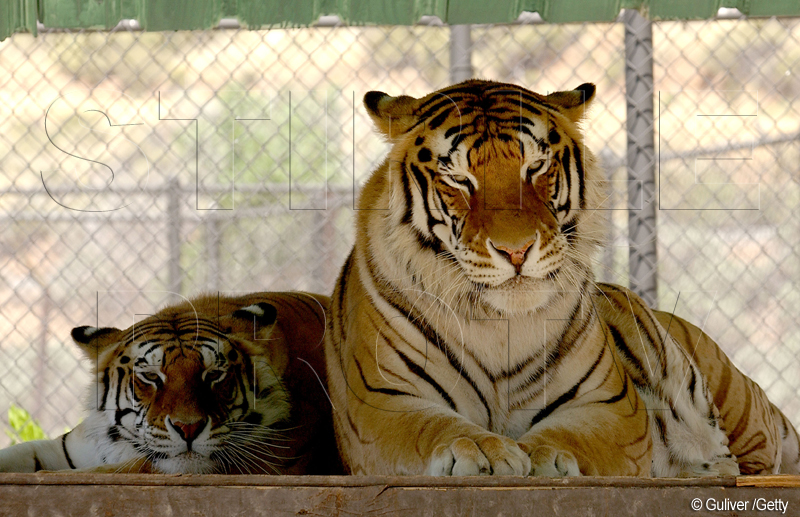 Thriller, tigrul lui Michael jackson, a murit de cancer pulmonar la varsta de 13 ani