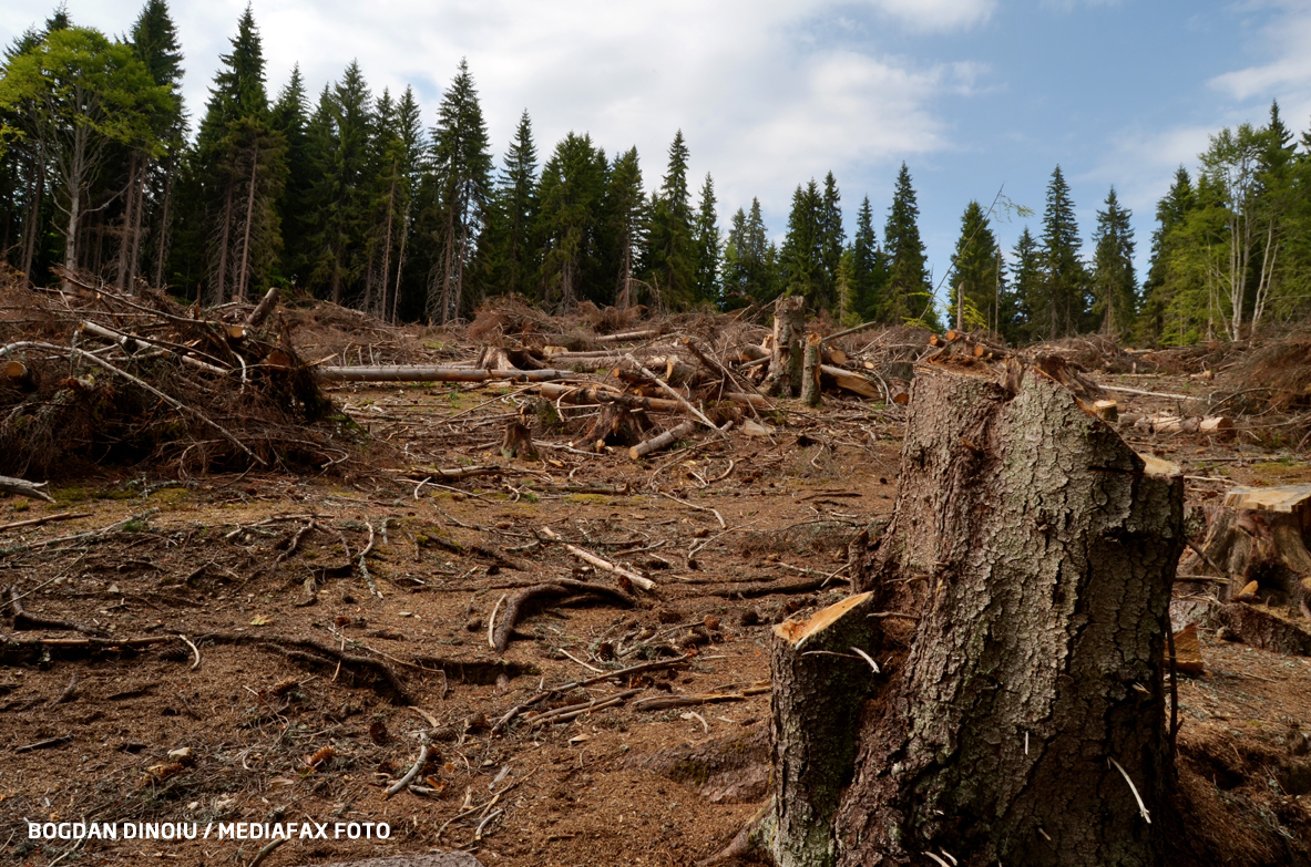 Concluzia dură a unui raport UNESCO: România își bate joc de pădurile sale
