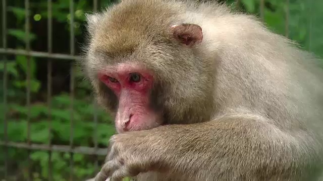Cinci maimute au fugit de la Zoo Tg. Mures si s-au adapostit in padure. Cum vor angajatii sa le recupereze