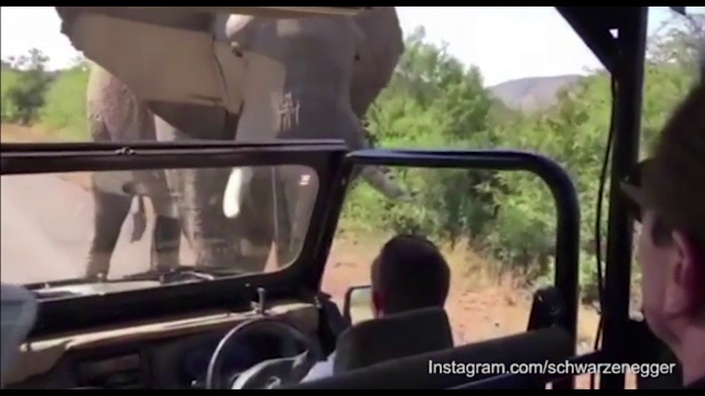 Arnold Schwarzenegger a filmat momentul intalnirii cu un elefant, in timpul unui safari in Africa de Sud