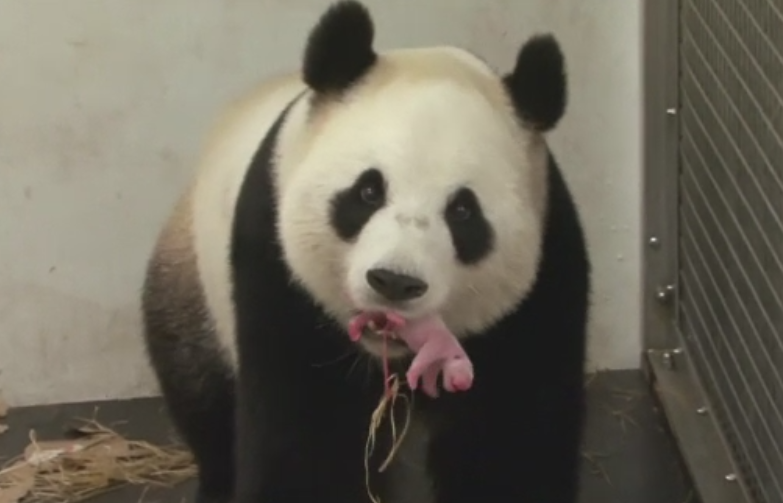Premiera in Belgia, unde o femela panda a fatat la ZOO din Bruxelles. Puiul cantareste 170 de grame