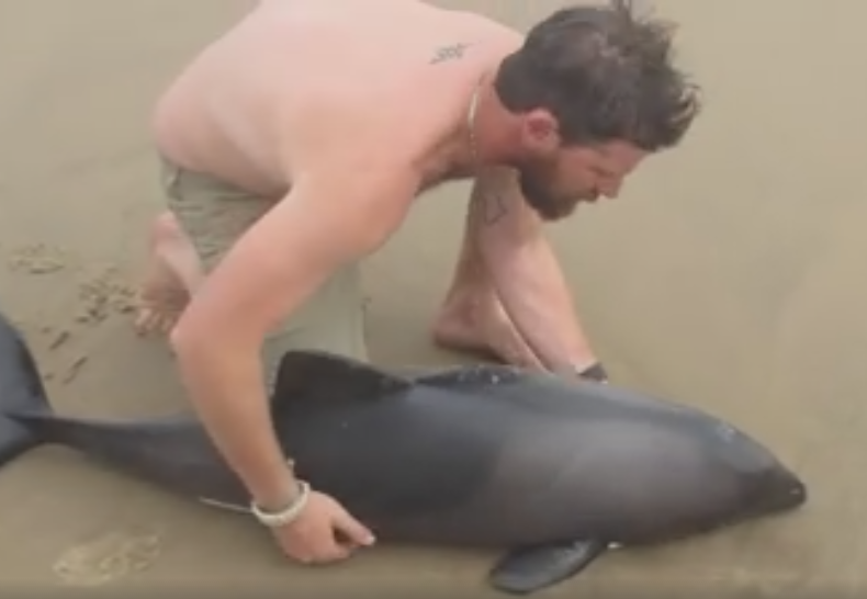 Gest emotionant facut de un ghid turistic: a salvat un pui de delfin esuat pe plaja. Clipul a strans milioane de vizualizari
