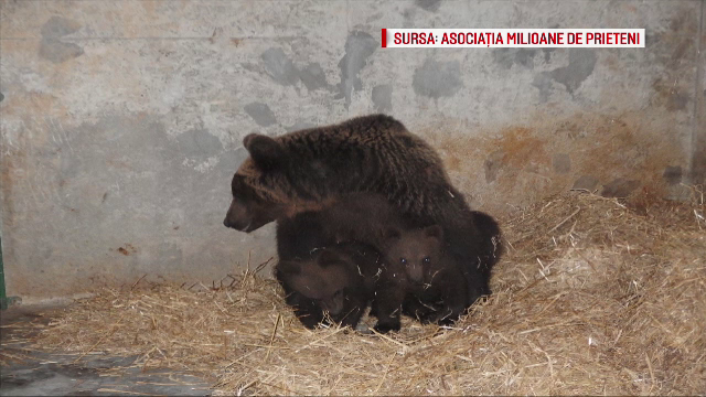 Ursoaica din Prahova si puii ei au ajuns in rezervatia Zarnesti. Animalele intrasera in mai multe gospodarii