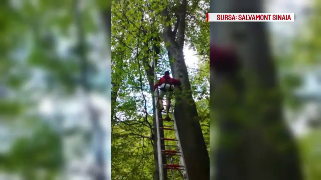 Parapantist ramas agatat in copaci, la 40 de metri inaltime, in Sinaia. Barbatul, salvat de pompieri
