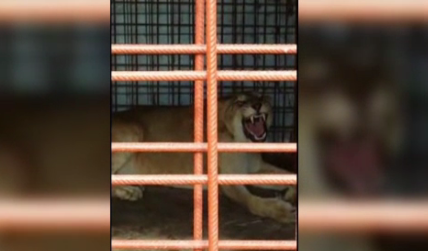 Doi lei au fost descoperiti intr-o cusca mica, in curtea unui dambovitean. Politia a deschis dosar pe numele barbatului