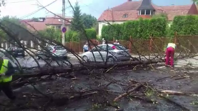 Momente de panica pentru o familie din Cluj, dupa ce furtuna a doborat un brad peste masina in care se afla