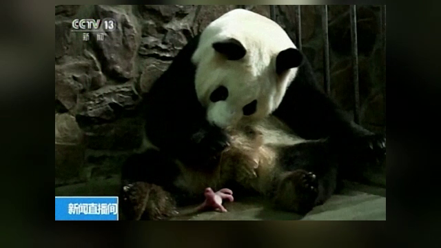 Sărbătoare în China, unde o ursoaică panda a născut doi pui
