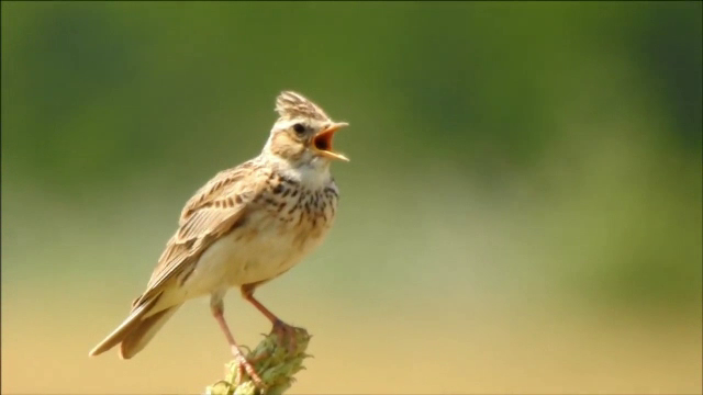 Apel pentru a ne salva simbolul național. Un vânător are voie să ucidă  zilnic 50 de păsări - Stirileprotv.ro