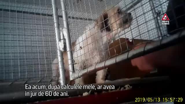 CAMERA ASCUNSĂ. Cum sunt traficate animalele de companie pe Internet - Imaginea 6