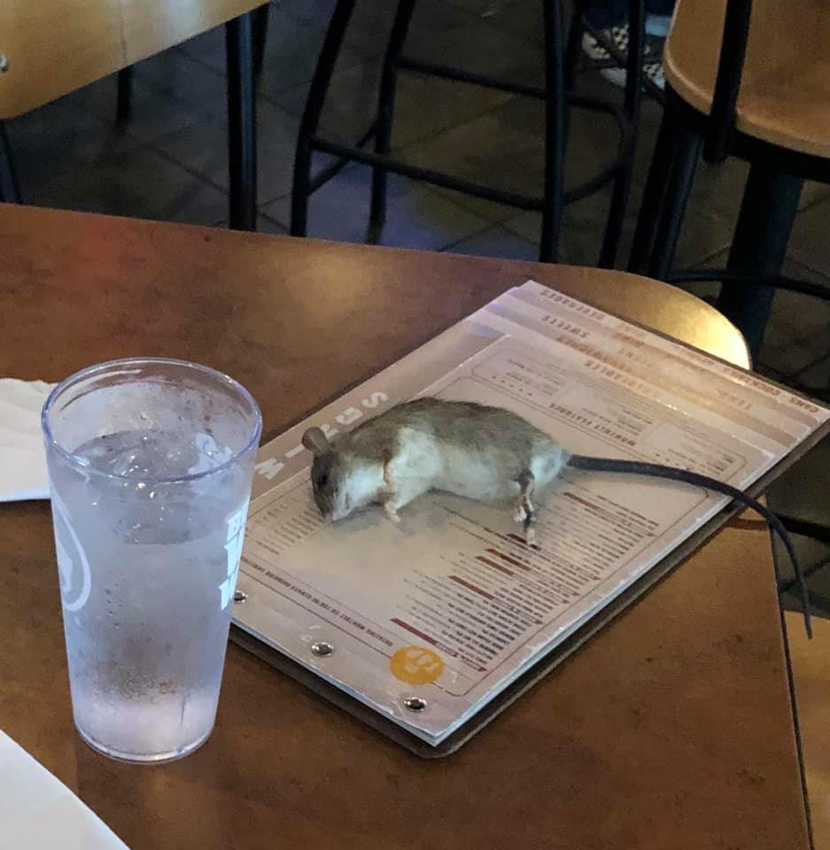 Un șobolan viu a căzut pe masa unei femei, într-un bar. FOTO - Imaginea 1