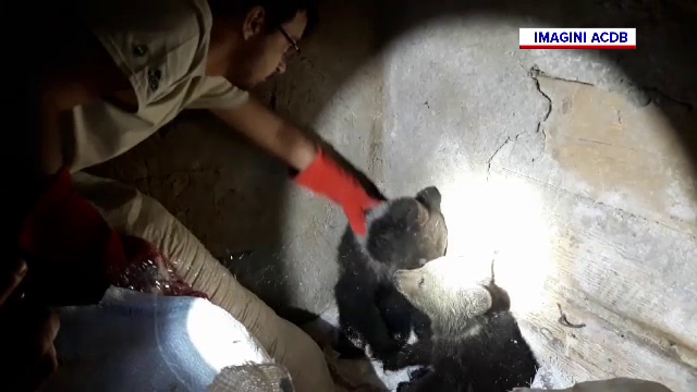 Doi pui de urs orfani au fost salvați de vânători în Vrancea