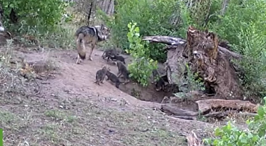 Momentul în care 17 pui de lup dintr-o specie foarte rară ies pentru prima dată din bârlog
