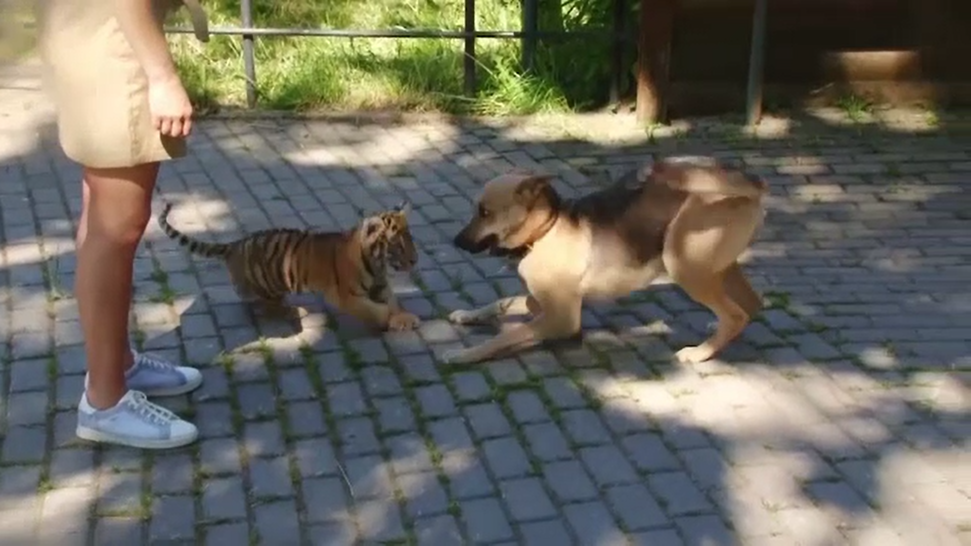 Un cățel și un tigru de la o grădină zoologică din Rusia au devenit cei mai buni prieteni