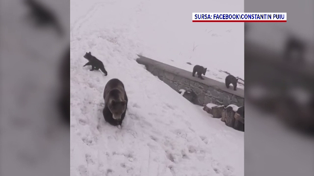 O ursoaică și trei pui, filmați la cabana Bâlea Lac de un salvamontist