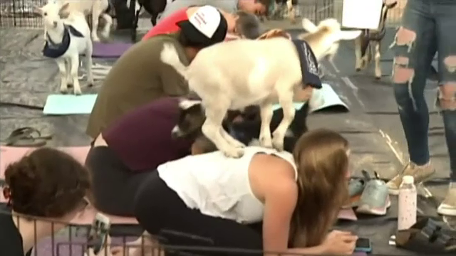Cum să faci yoga cu o capră sărind pe tine. Oamenii sunt încântați