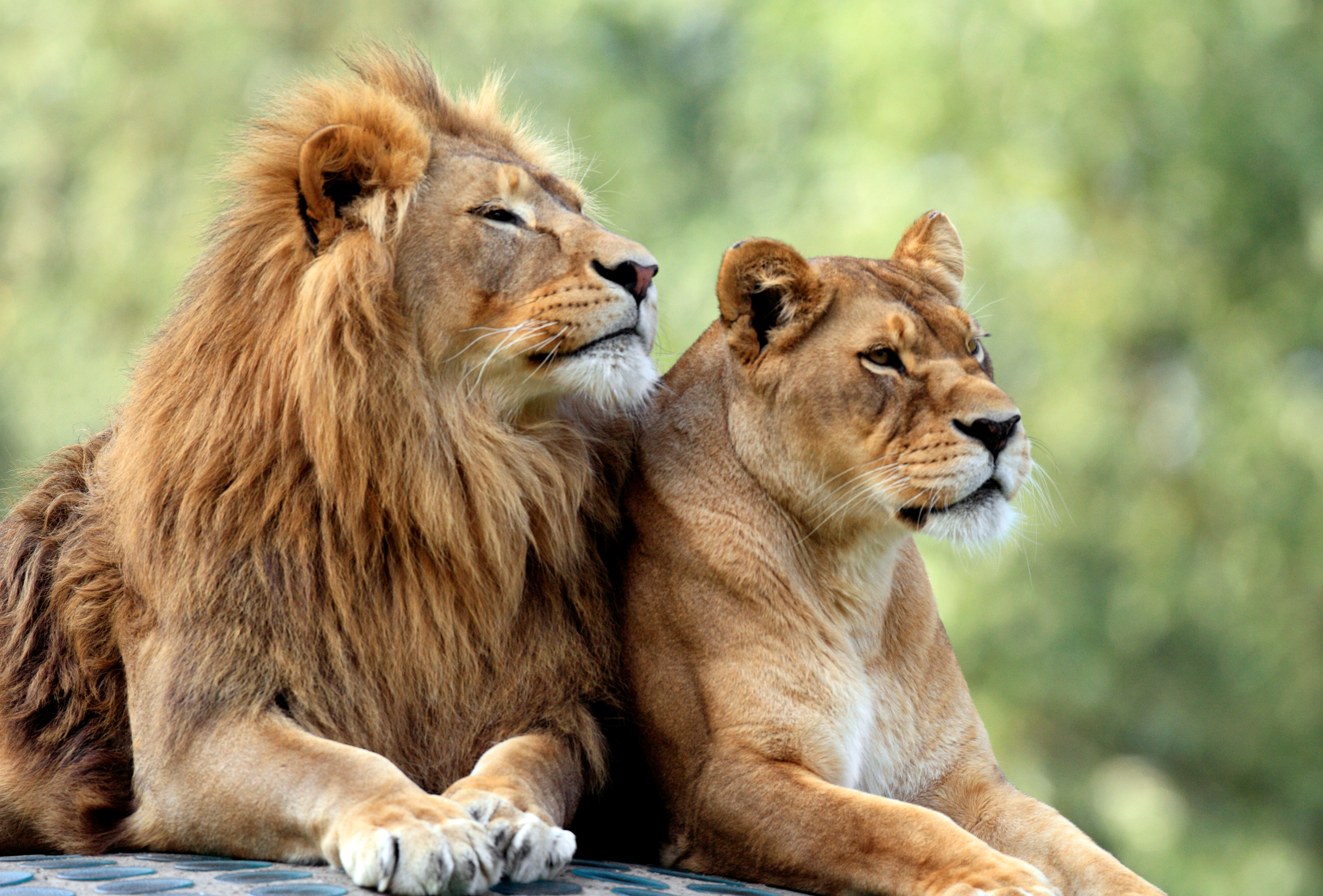 O leoaică a murit de COVID-19 într-un parc zoologic din India. Alţi opt lei, testaţi pozitiv