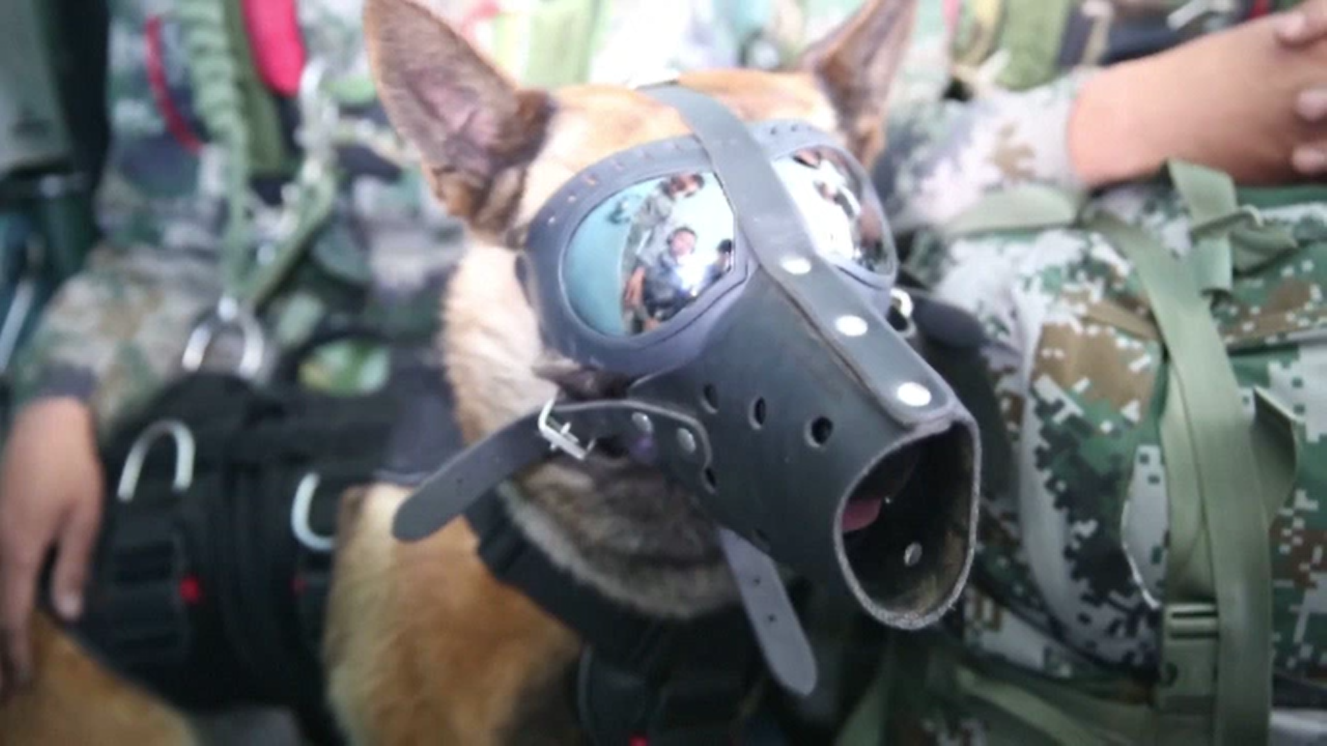 Un câine militar din China a efectuat primul său salt cu paraşuta