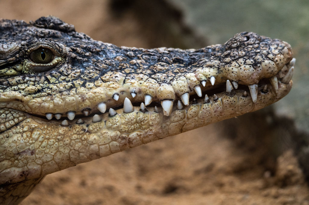 O tânără de 28 de ani s-a luptat vitejește cu un crocodil pentru a-și salva sora geamănă