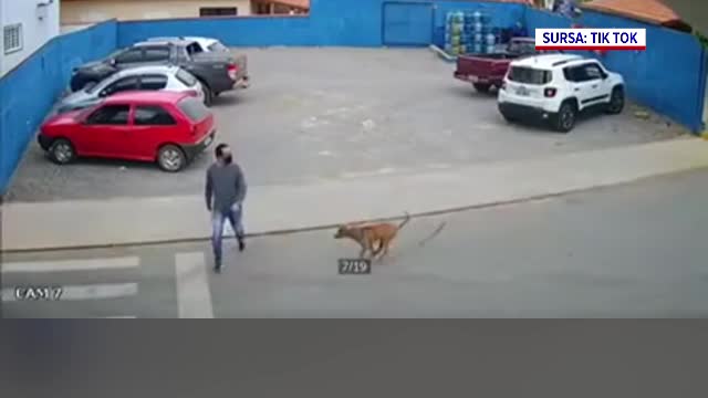 VIDEO viral. Un bărbat a fost accidentat de un câine lângă trecerea de pietoni