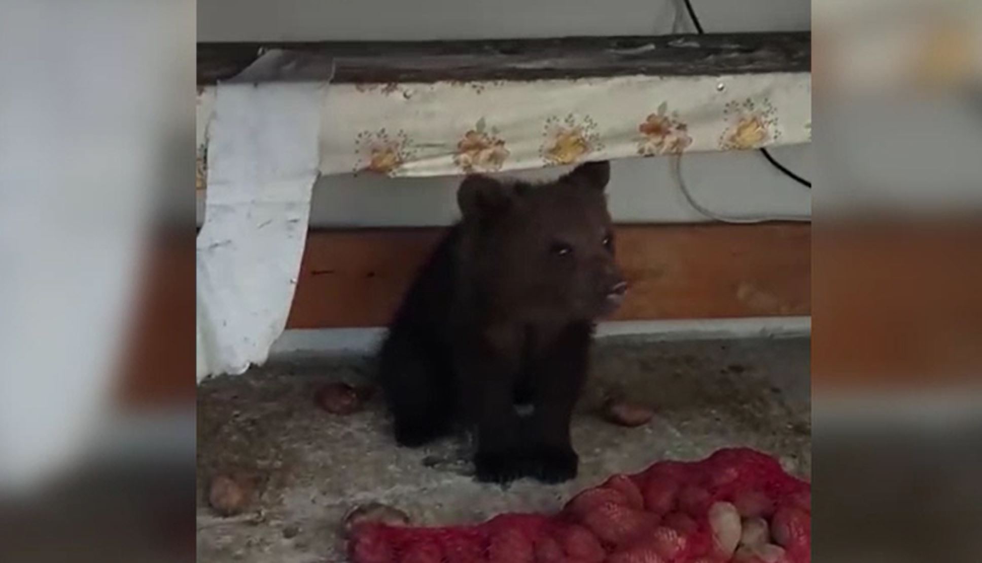 Pui de urs, ținut captiv în curtea unui bărbat din Maramureș. Ce au mai descoperit anchetatorii în gospodăria sa