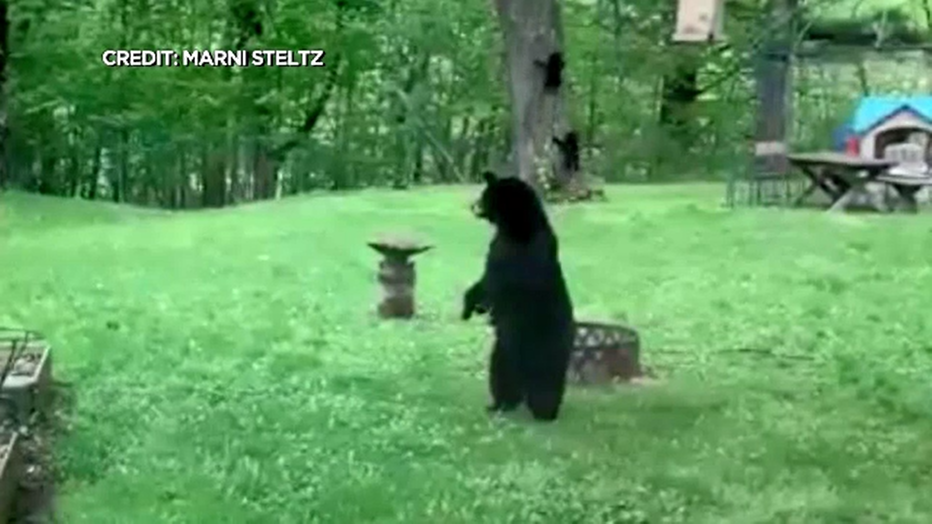 Video. Momentul în care o ursoaică și puii ei se urcă într-un copac pentru a căuta hrană