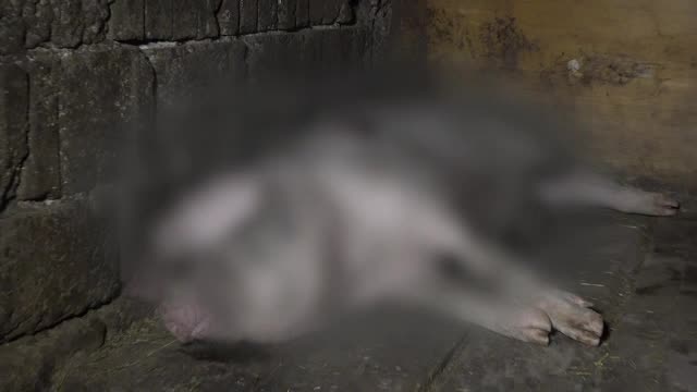 Un urs a ucis doi porci într-o gospodărie din Câmpulung Muscel