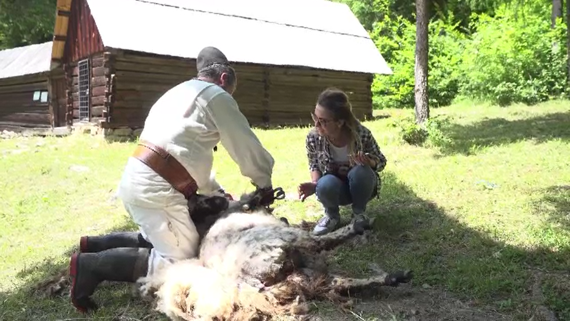 În Mărginimea Sibiului a început tunsul oilor. Turiștii care trec pe acolo pot deprinde acest meşteşug