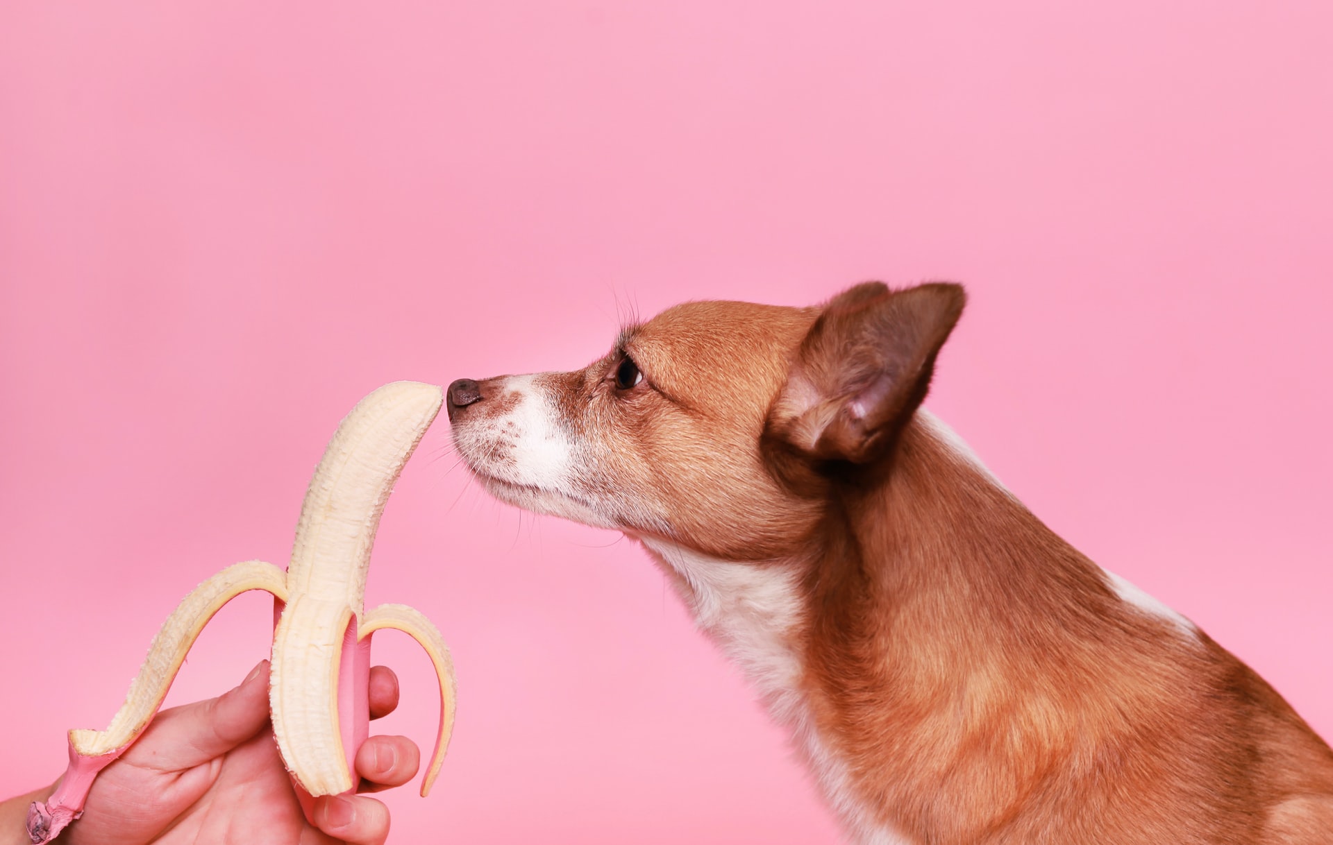 (P) Cum să vă hrăniți câinele în mod corect
