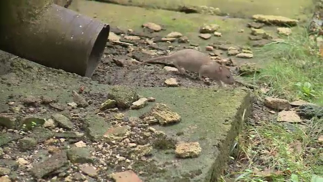 A început vânătoarea de șobolani în București. Ploaia încurcă planurile primăriei: ”Colcăie în tot cartierul”