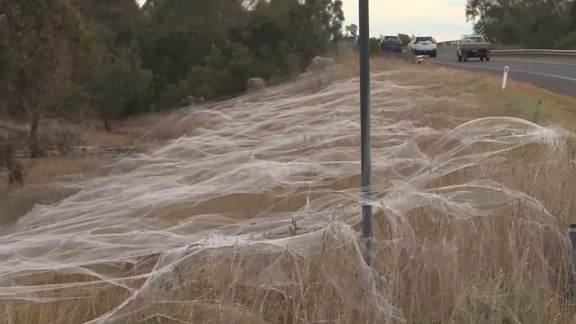 Mai multe zone din Australia au fost acoperite cu pânze de păianjen, din cauza inundațiilor