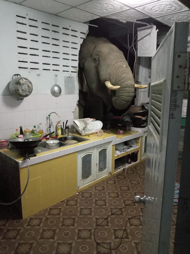 Elefantul din bucătărie. O familie din Thailada a avut parte de o experiență mai puțin obișnuită în toiul nopții