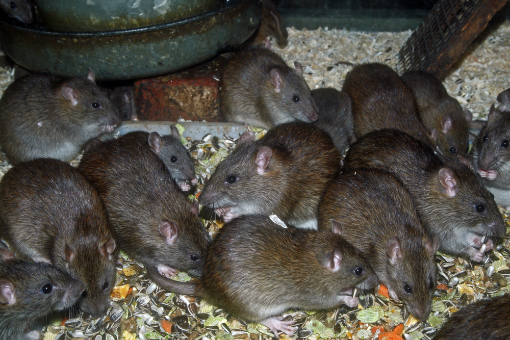 Invazie de șobolani într-o închisoare din Australia. Sute de deținuți sunt mutați