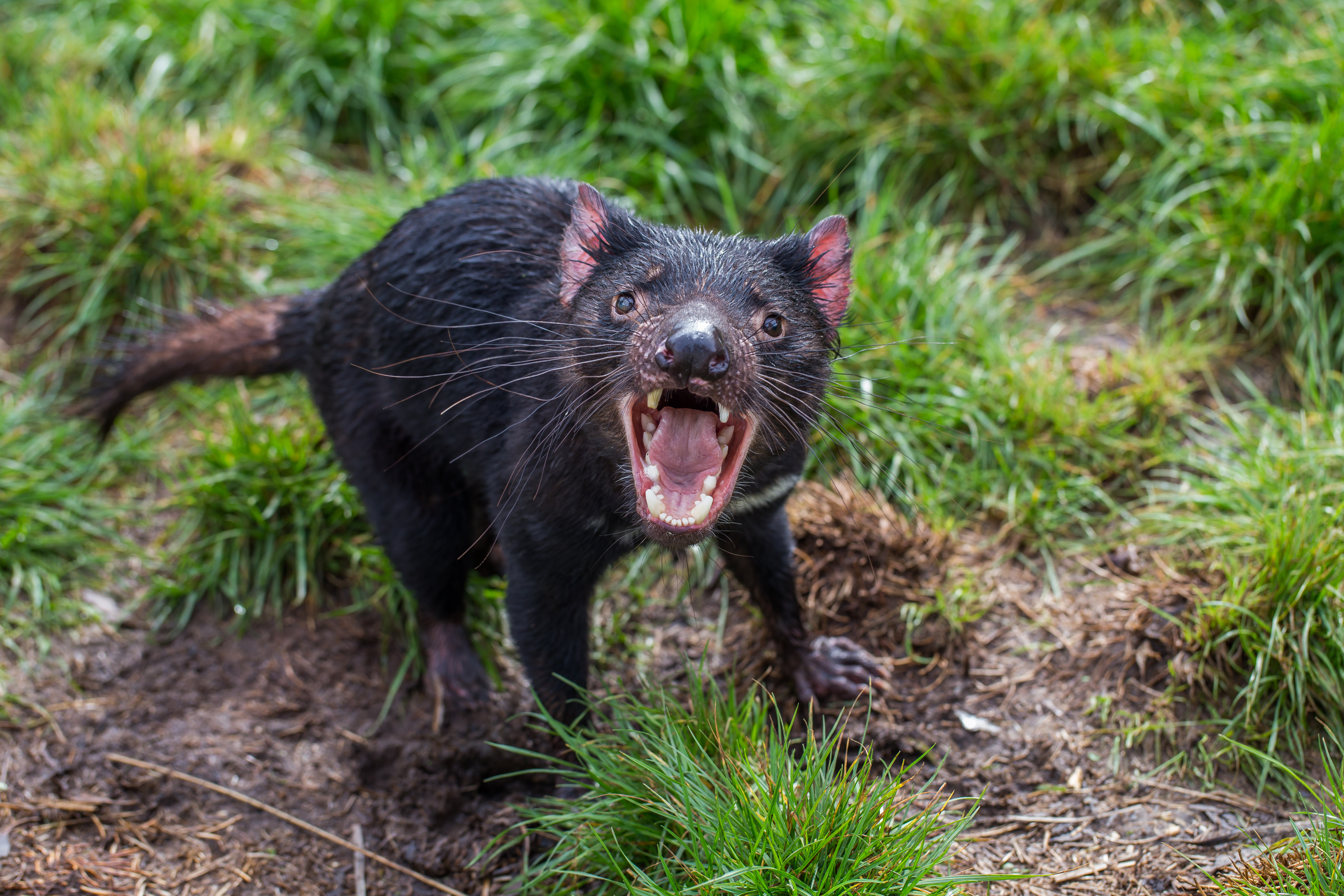 Diavolii tasmanieni duși pe o insulă pentru a fi salvați de la dispariție au exterminat o altă specie