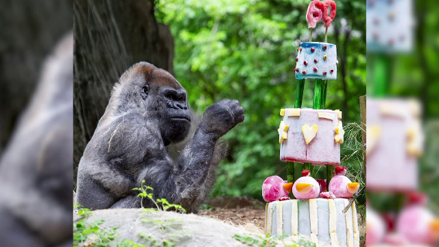 Cea mai bătrână gorilă din lume, ținută în captivitate, a împlinit 60 de ani