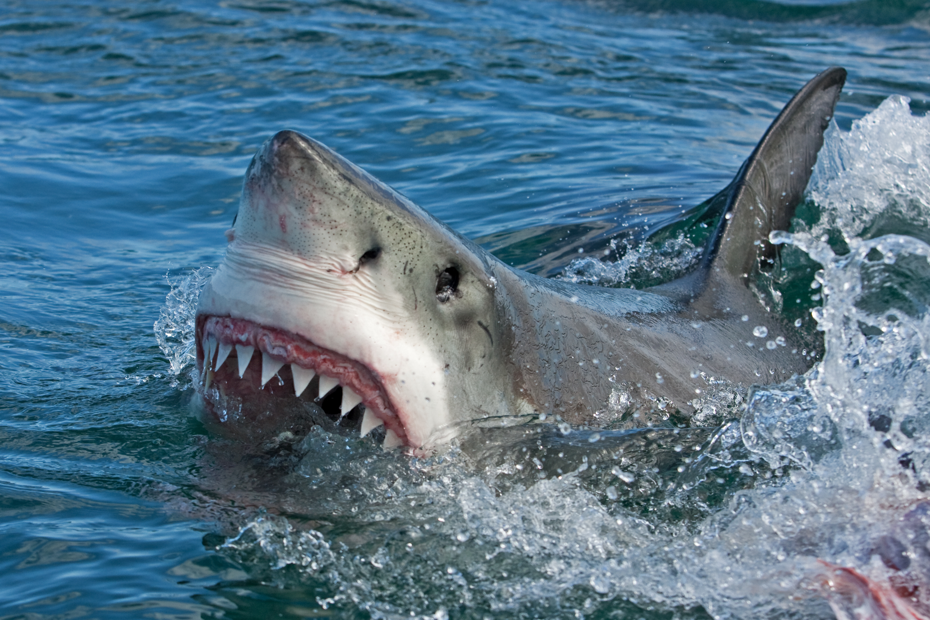 Un rechin alb i-a sfâșiat piciorul unui turist care făcea parasailing, în apropierea unui resort de lux din Marea Roșie
