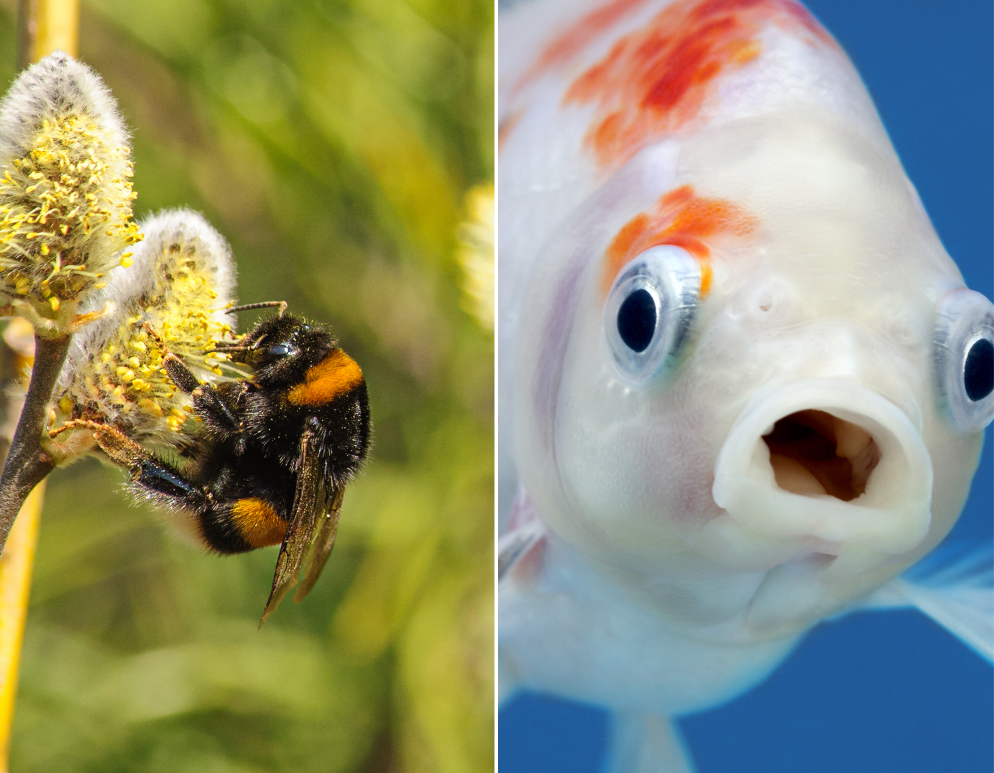 Albinele pot fi pești, potrivit deciziei unei instanțe