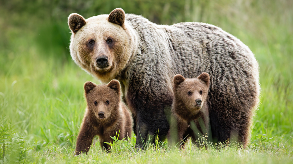 Parlamentarii au admis parțial cererea lui Iohannis de intervenție asupra urșilor - inclusiv în extravilan