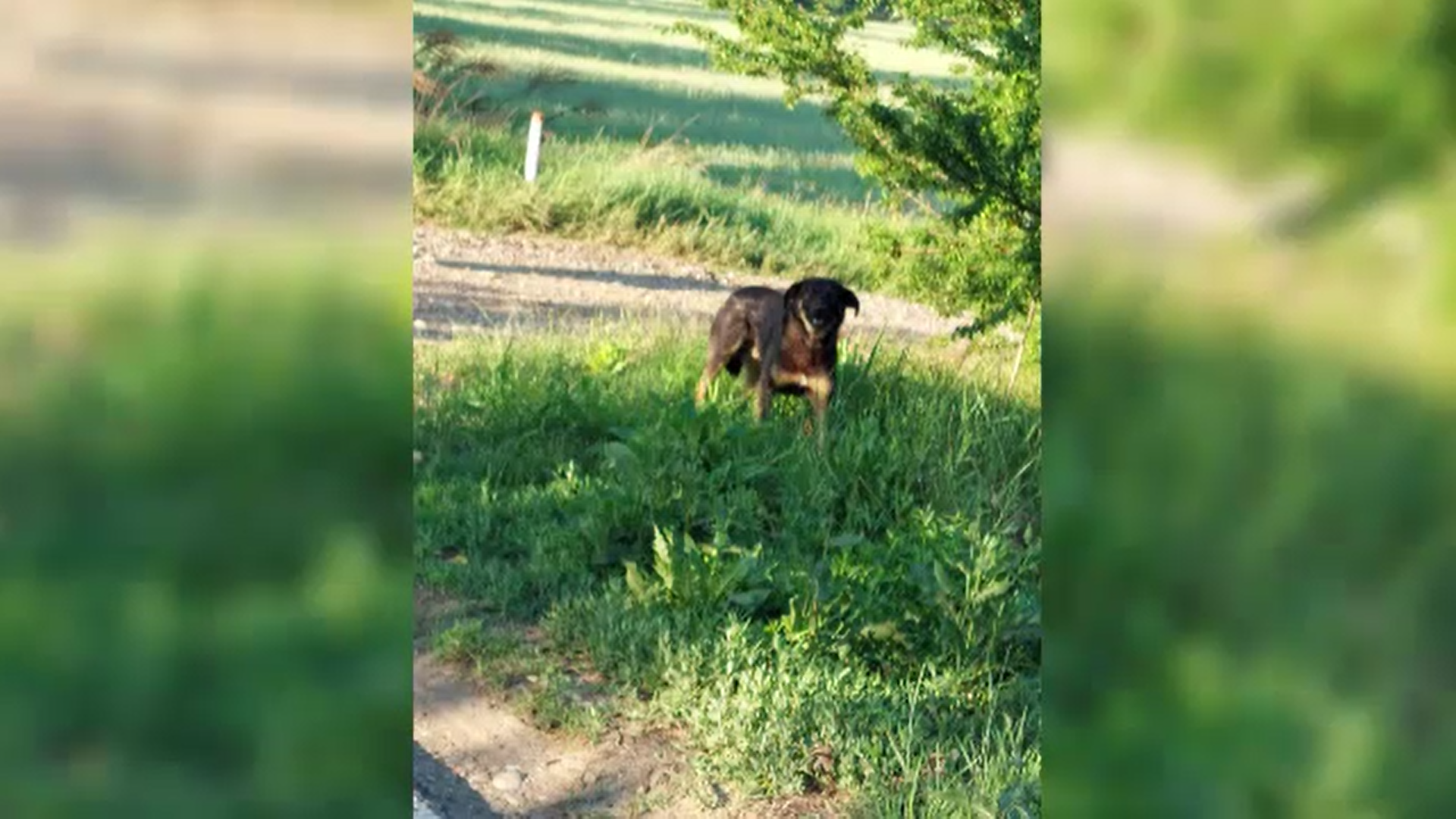 Un bărbat a fost amendat cu 12.000 de lei după ce și-a abandonat câinele pe un câmp din Ilfov