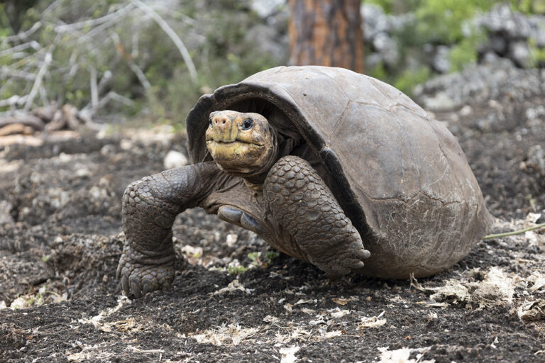 Specialiștii au identificat o țestoasă ”gigant fantastică”. Se credea că a dispărut acum 100 de ani