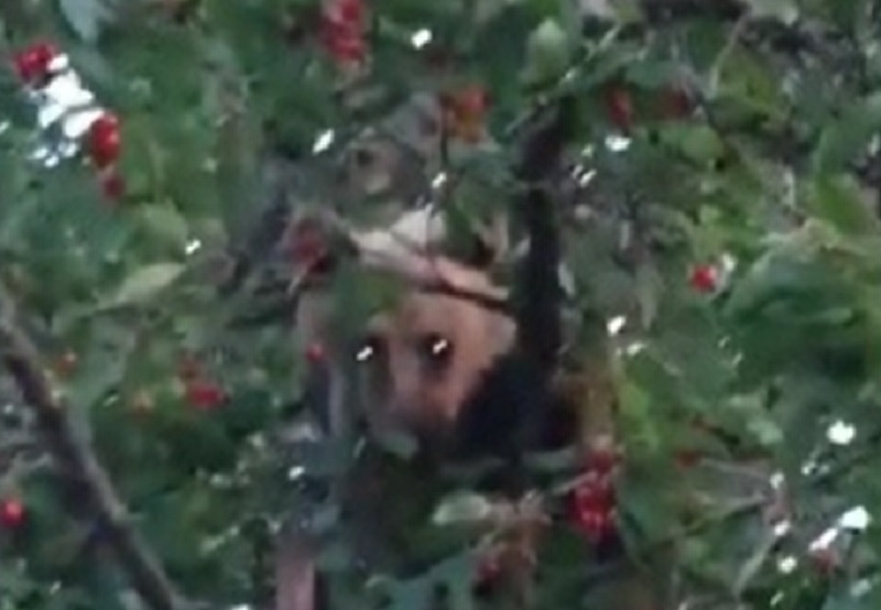 Imagini incredibile filmate în Vrancea. Un urs a fost surprins în vârful unui cireș