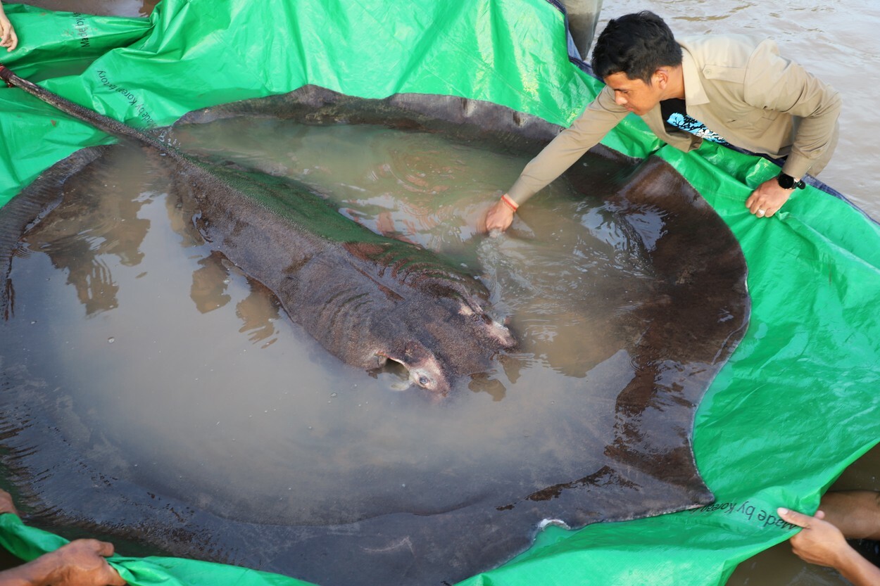 A fost prins cel mai mare pește de apă dulce din lume. Are 300 de kilograme. FOTO și VIDEO