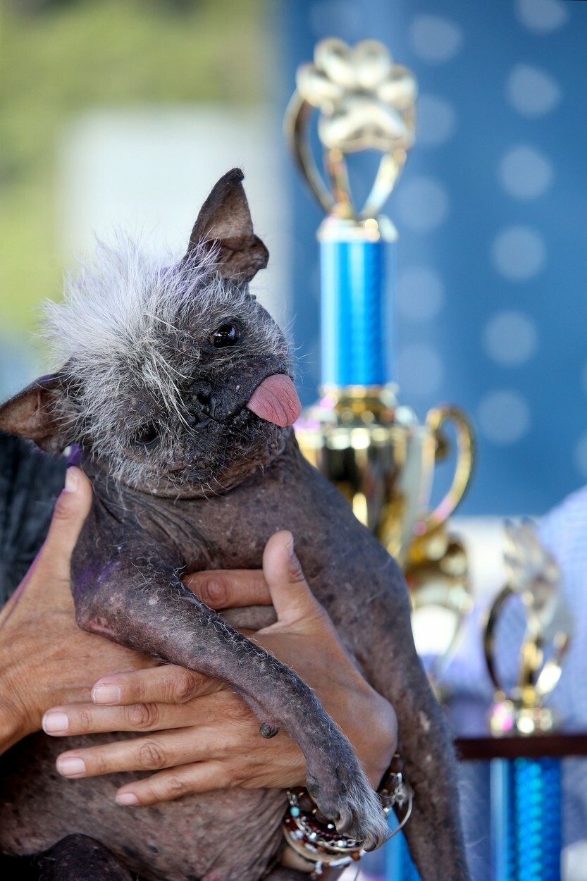 GALERIE FOTO „Happy face”, un câine chinezesc cu creastă, a fost desemnat cel mai urât din lume - Imaginea 6