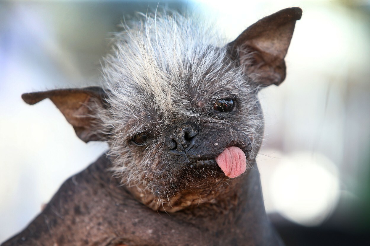 GALERIE FOTO „Happy face”, un câine chinezesc cu creastă, a fost desemnat cel mai urât din lume - Imaginea 3